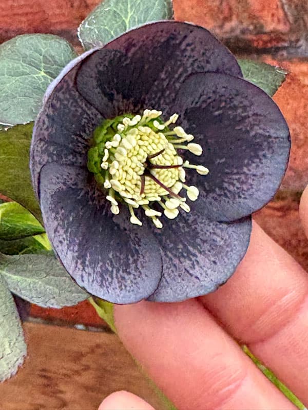 松村ナーセリーさんのクリスマスローズ：26-119灰ブロッチ／4号ポット【現品販売】