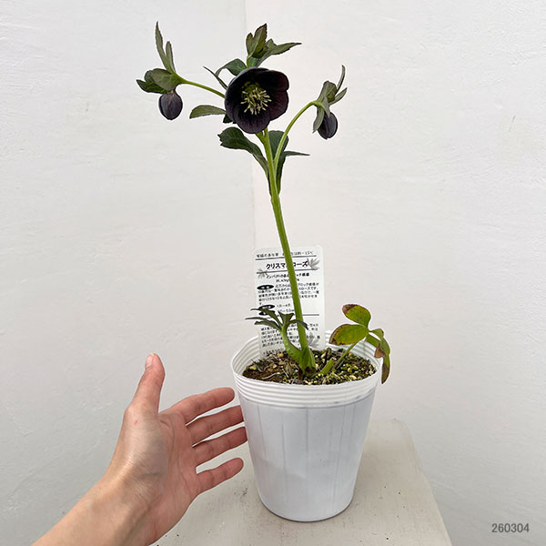 松村ナーセリーさんのクリスマスローズ：26-119灰ブロッチ／4号ポット【現品販売】