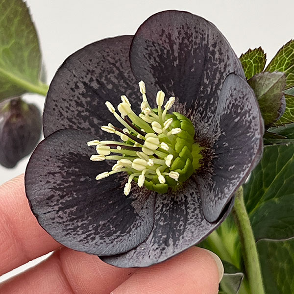 松村ナーセリーさんのクリスマスローズ：26-119灰ブロッチ／4号ポット【現品販売】