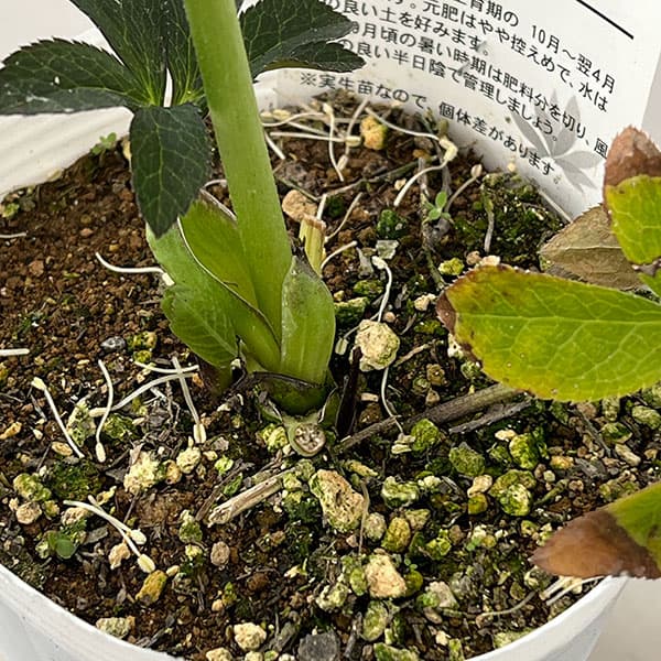 松村ナーセリーさんのクリスマスローズ：26-119灰ブロッチ／4号ポット【現品販売】