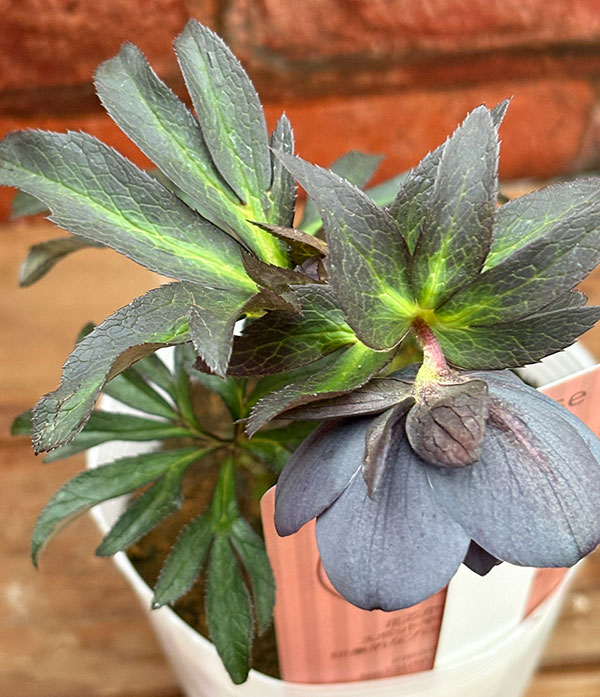 松村ナーセリーさんのクリスマスローズ：26-121ダブル灰ブロッチ／4号ポット【現品販売】