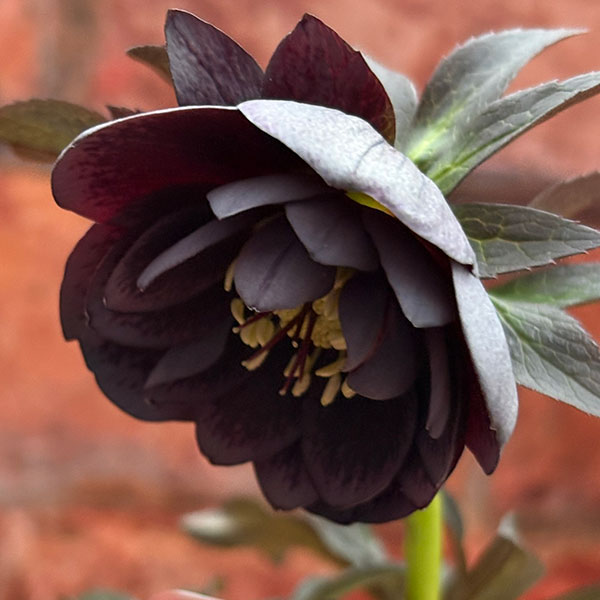 松村ナーセリーさんのクリスマスローズ：26-121ダブル灰ブロッチ／4号ポット【現品販売】