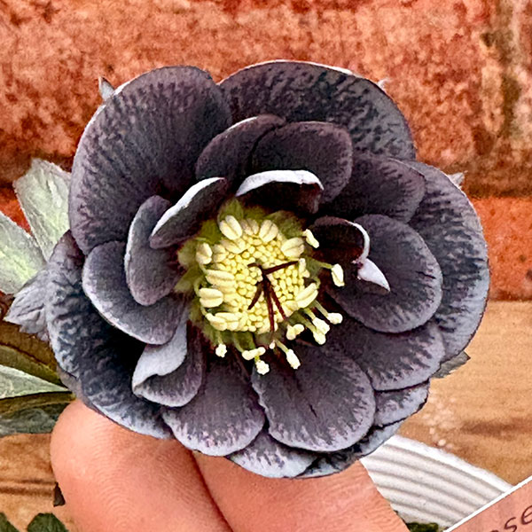 松村ナーセリーさんのクリスマスローズ：26-121ダブル灰ブロッチ／4号ポット【現品販売】