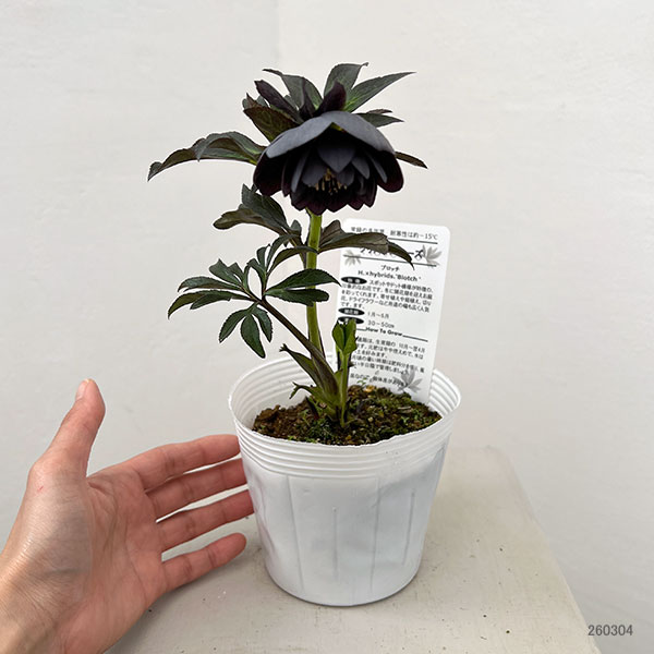 松村ナーセリーさんのクリスマスローズ：26-121ダブル灰ブロッチ／4号ポット【現品販売】