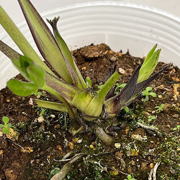 松村ナーセリーさんのクリスマスローズ：26-121ダブル灰ブロッチ／4号ポット【現品販売】