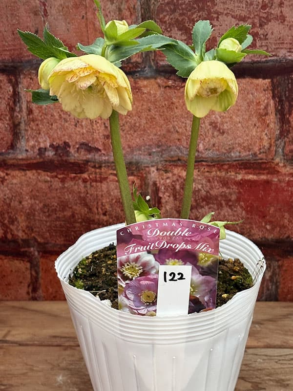 松村ナーセリーさんのクリスマスローズ：26-122ダブル　イエロー吹きかけ　多花性／5号ポット【現品販売】