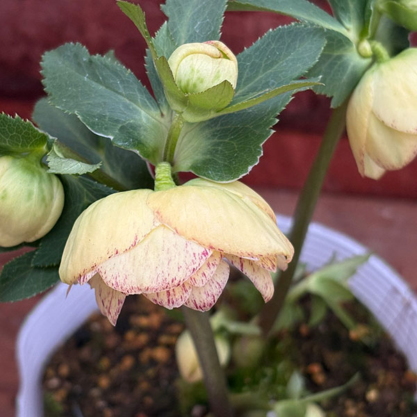 松村ナーセリーさんのクリスマスローズ：26-122ダブル　イエロー吹きかけ　多花性／5号ポット【現品販売】