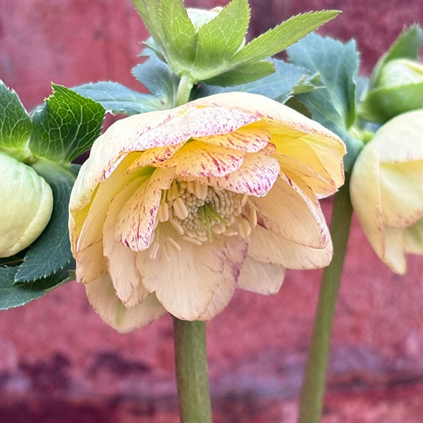 松村ナーセリーさんのクリスマスローズ：26-122ダブル　イエロー吹きかけ　多花性／5号ポット【現品販売】