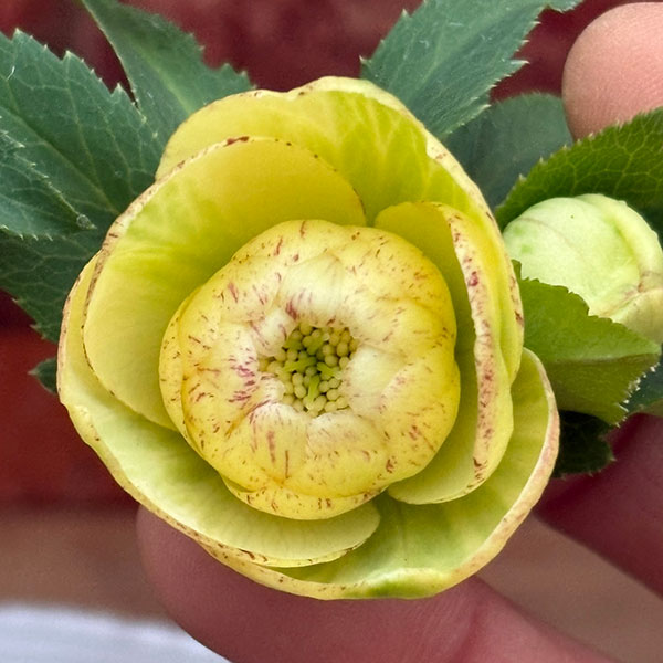 松村ナーセリーさんのクリスマスローズ：26-122ダブル　イエロー吹きかけ　多花性／5号ポット【現品販売】