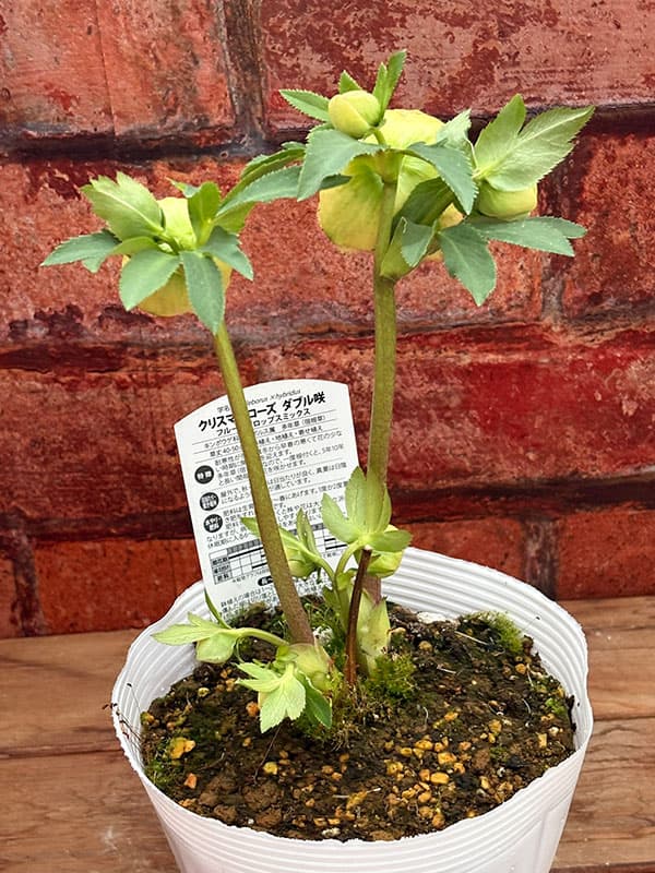 松村ナーセリーさんのクリスマスローズ：26-122ダブル　イエロー吹きかけ　多花性／5号ポット【現品販売】