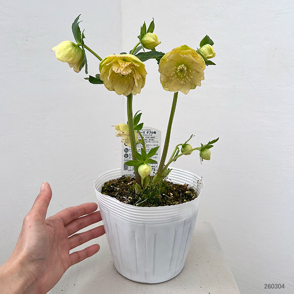 松村ナーセリーさんのクリスマスローズ：26-122ダブル　イエロー吹きかけ　多花性／5号ポット【現品販売】