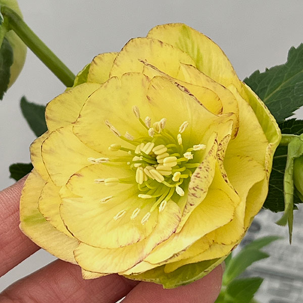 松村ナーセリーさんのクリスマスローズ：26-122ダブル　イエロー吹きかけ　多花性／5号ポット【現品販売】