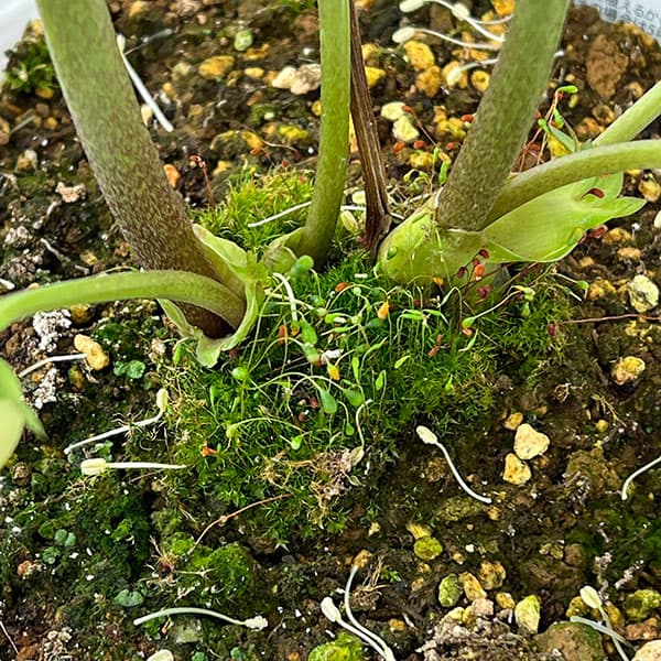 松村ナーセリーさんのクリスマスローズ：26-122ダブル　イエロー吹きかけ　多花性／5号ポット【現品販売】