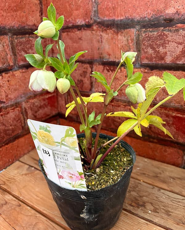 松村ナーセリーさんのクリスマスローズ：26-123ダブル　多弁系糸ピコティ／5号ポット【現品販売】