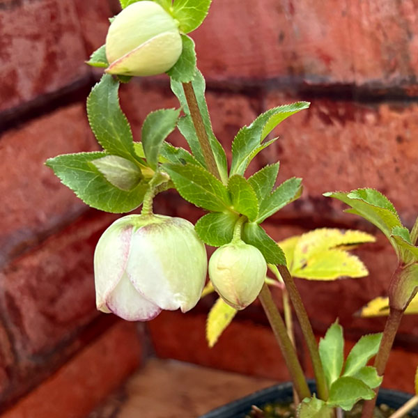 松村ナーセリーさんのクリスマスローズ：26-123ダブル　多弁系糸ピコティ／5号ポット【現品販売】