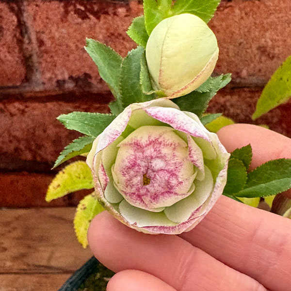 松村ナーセリーさんのクリスマスローズ：26-123ダブル　多弁系糸ピコティ／5号ポット【現品販売】