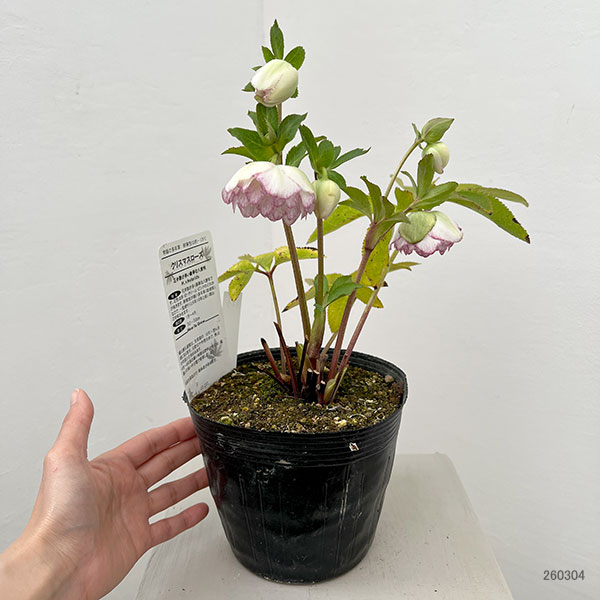 松村ナーセリーさんのクリスマスローズ：26-123ダブル　多弁系糸ピコティ／5号ポット【現品販売】