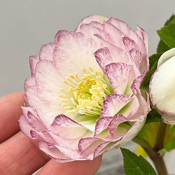 松村ナーセリーさんのクリスマスローズ：26-123ダブル　多弁系糸ピコティ／5号ポット【現品販売】