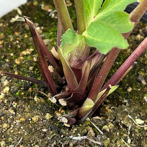 松村ナーセリーさんのクリスマスローズ：26-123ダブル　多弁系糸ピコティ／5号ポット【現品販売】