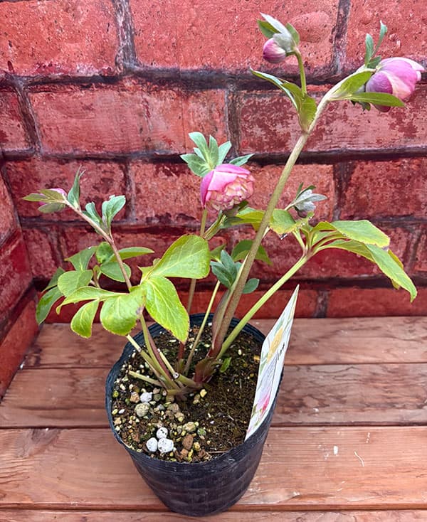 松村ナーセリーさんのクリスマスローズ：26-124ダブル　多弁系アプリコットツメピコティ／5号ポット【現品販売】