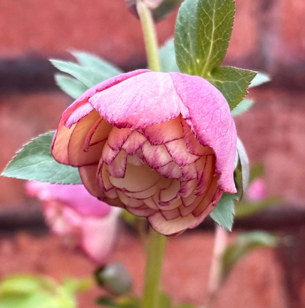 松村ナーセリーさんのクリスマスローズ：26-124ダブル　多弁系アプリコットツメピコティ／5号ポット【現品販売】