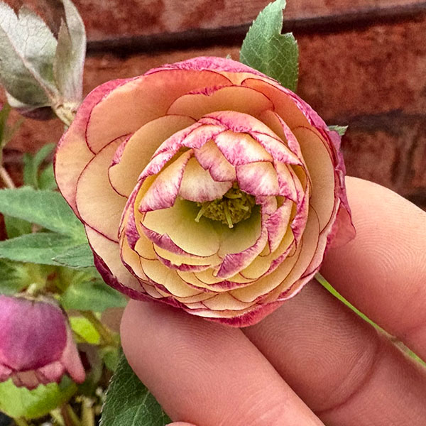 松村ナーセリーさんのクリスマスローズ：26-124ダブル　多弁系アプリコットツメピコティ／5号ポット【現品販売】