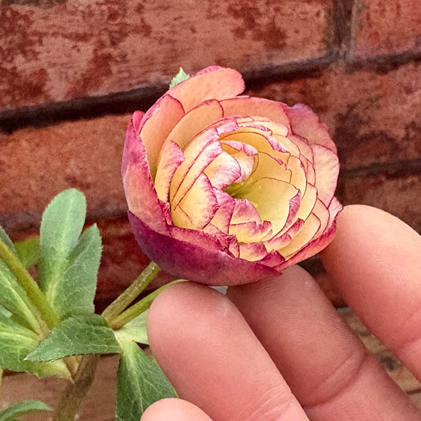 松村ナーセリーさんのクリスマスローズ：26-124ダブル　多弁系アプリコットツメピコティ／5号ポット【現品販売】