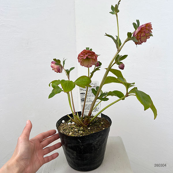 松村ナーセリーさんのクリスマスローズ：26-124ダブル　多弁系アプリコットツメピコティ／5号ポット【現品販売】