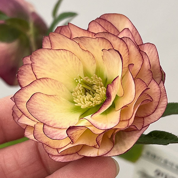 松村ナーセリーさんのクリスマスローズ：26-124ダブル　多弁系アプリコットツメピコティ／5号ポット【現品販売】