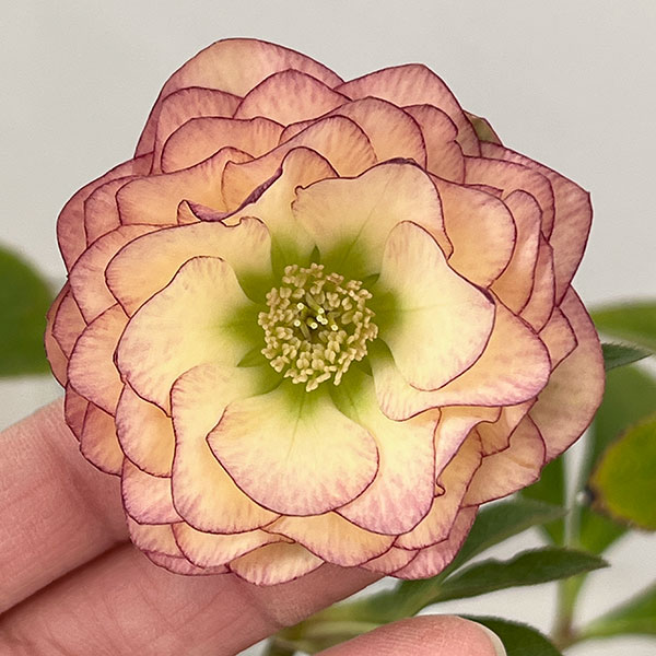 松村ナーセリーさんのクリスマスローズ：26-124ダブル　多弁系アプリコットツメピコティ／5号ポット【現品販売】