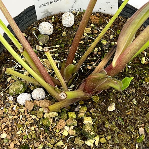 松村ナーセリーさんのクリスマスローズ：26-124ダブル　多弁系アプリコットツメピコティ／5号ポット【現品販売】