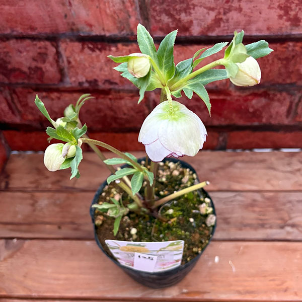 松村ナーセリーさんのクリスマスローズ：26-125ダブル　多弁系糸ピコティ／5号ポット【現品販売】