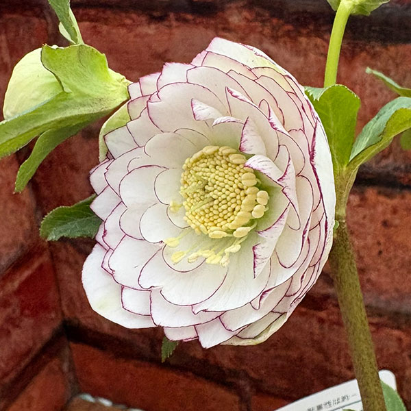 松村ナーセリーさんのクリスマスローズ：26-125ダブル　多弁系糸ピコティ／5号ポット【現品販売】