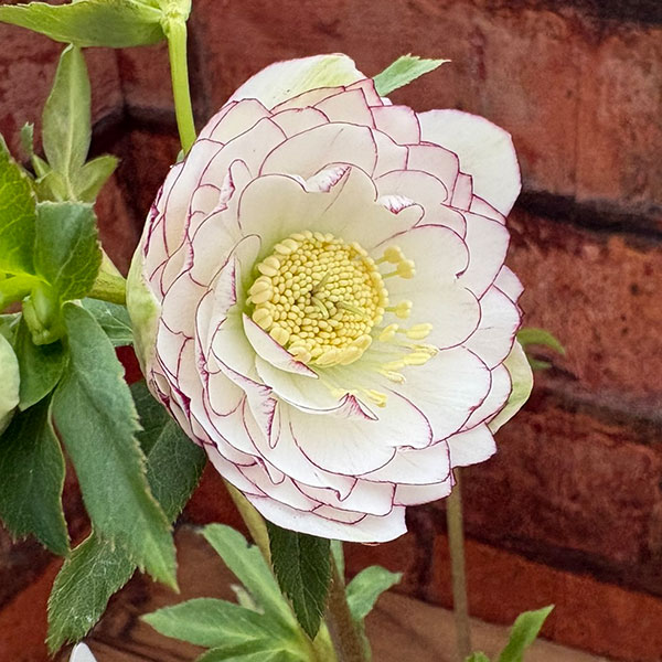 松村ナーセリーさんのクリスマスローズ：26-125ダブル　多弁系糸ピコティ／5号ポット【現品販売】