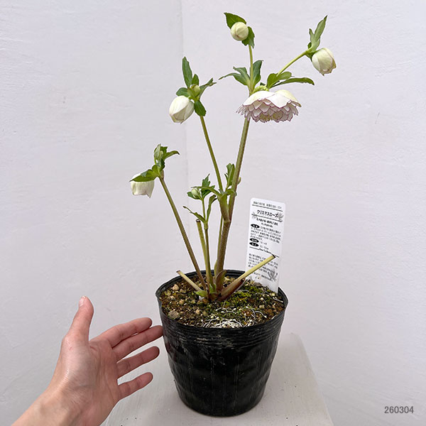 松村ナーセリーさんのクリスマスローズ：26-125ダブル　多弁系糸ピコティ／5号ポット【現品販売】