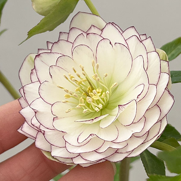 松村ナーセリーさんのクリスマスローズ：26-125ダブル　多弁系糸ピコティ／5号ポット【現品販売】