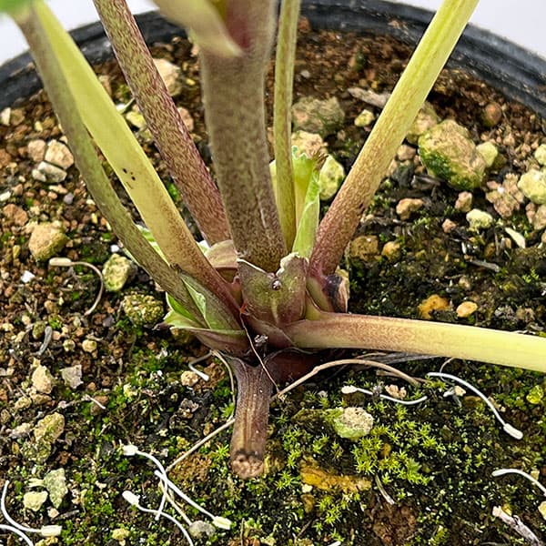 松村ナーセリーさんのクリスマスローズ：26-125ダブル　多弁系糸ピコティ／5号ポット【現品販売】