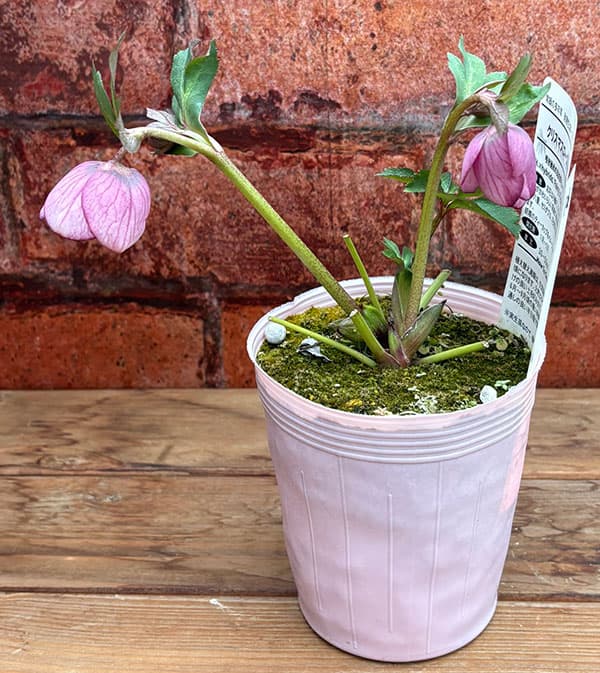 松村ナーセリーさんのクリスマスローズ：26-126シングル　フェアリーズティーカップ／3.5号ポット【現品販売】