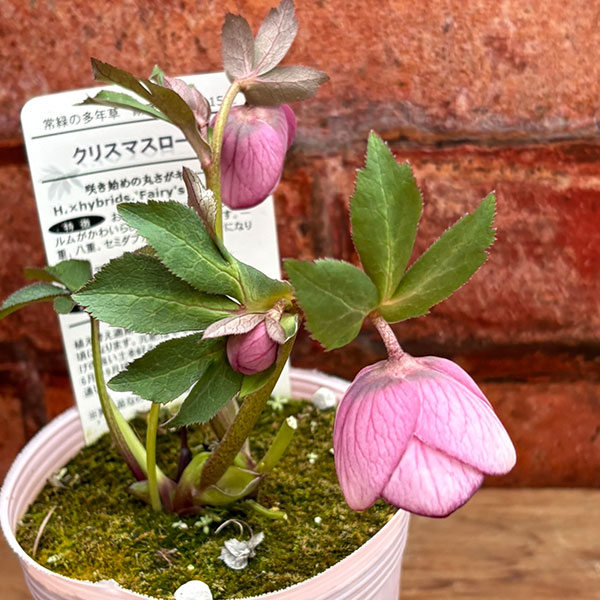 松村ナーセリーさんのクリスマスローズ：26-126シングル　フェアリーズティーカップ／3.5号ポット【現品販売】