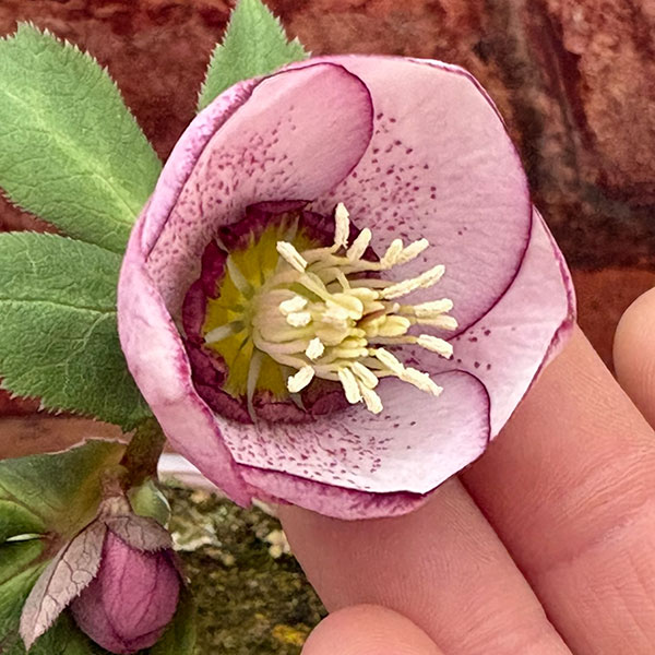 松村ナーセリーさんのクリスマスローズ：26-126シングル　フェアリーズティーカップ／3.5号ポット【現品販売】