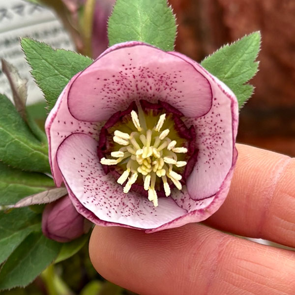 松村ナーセリーさんのクリスマスローズ：26-126シングル　フェアリーズティーカップ／3.5号ポット【現品販売】