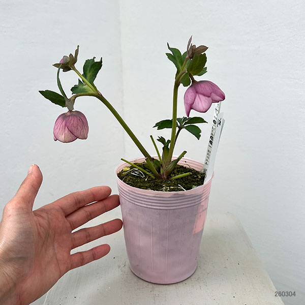 松村ナーセリーさんのクリスマスローズ：26-126シングル　フェアリーズティーカップ／3.5号ポット【現品販売】