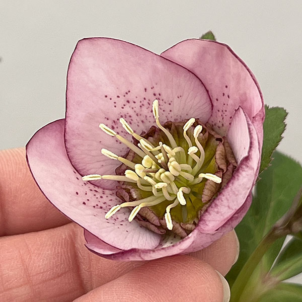 松村ナーセリーさんのクリスマスローズ：26-126シングル　フェアリーズティーカップ／3.5号ポット【現品販売】