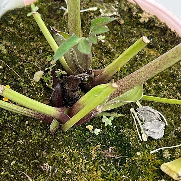 松村ナーセリーさんのクリスマスローズ：26-126シングル　フェアリーズティーカップ／3.5号ポット【現品販売】