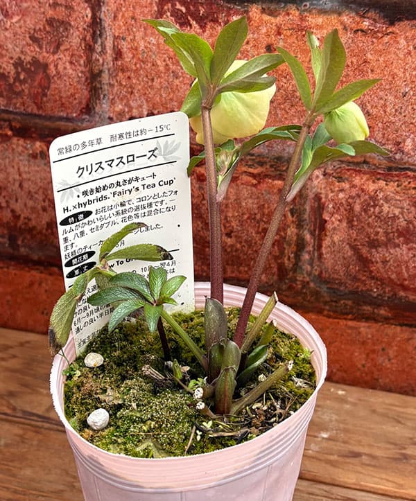 松村ナーセリーさんのクリスマスローズ：26-127セミダブル　フェアリーズティーカップ／3.5号ポット【現品販売】