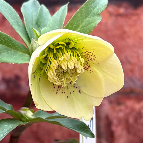 松村ナーセリーさんのクリスマスローズ：26-127セミダブル　フェアリーズティーカップ／3.5号ポット【現品販売】