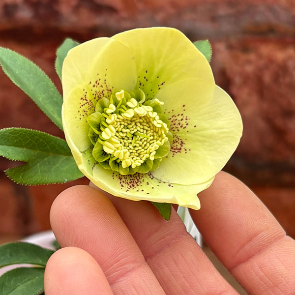 松村ナーセリーさんのクリスマスローズ：26-127セミダブル　フェアリーズティーカップ／3.5号ポット【現品販売】