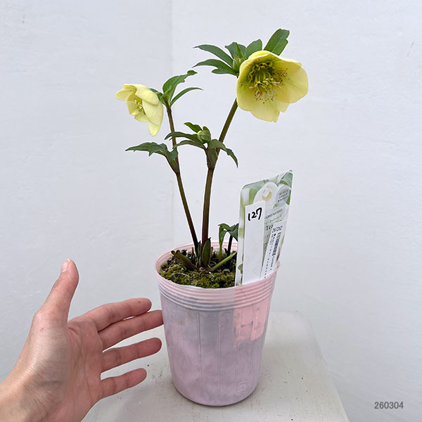 松村ナーセリーさんのクリスマスローズ：26-127セミダブル　フェアリーズティーカップ／3.5号ポット【現品販売】