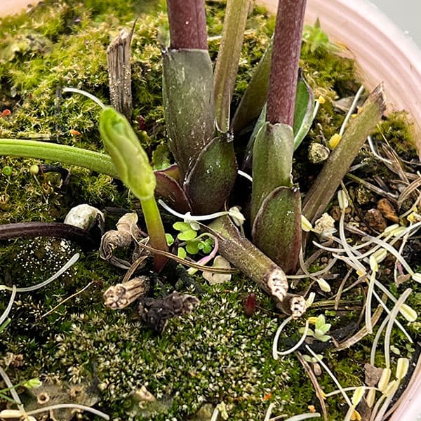 松村ナーセリーさんのクリスマスローズ：26-127セミダブル　フェアリーズティーカップ／3.5号ポット【現品販売】