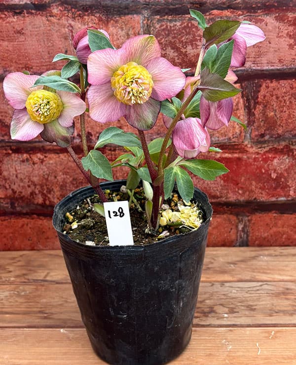 松村ナーセリーさんのクリスマスローズ：26-128セミダブル／5号ポット【現品販売】
